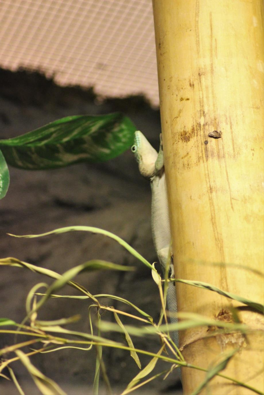 FELSUMA STANDINGOVA (Phelsuma standingi) Čeleď: gekonovití (Gekkonidae) Rod: