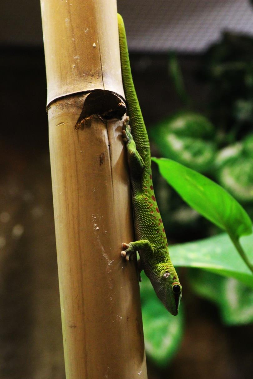 FELSUMA MADAGASKARSKÁ (Phelsuma standingi) Čeleď: gekonovití (Gekkonidae) Rod: