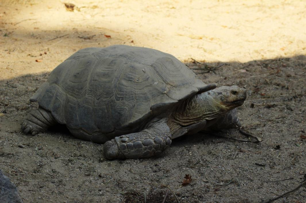 ŽELVA OSTRUHATÁ (Geochelone sulcata) Řád: želvy (Testudines) Podřád: skrytohrdlí (Cryptodira) Čeleď: