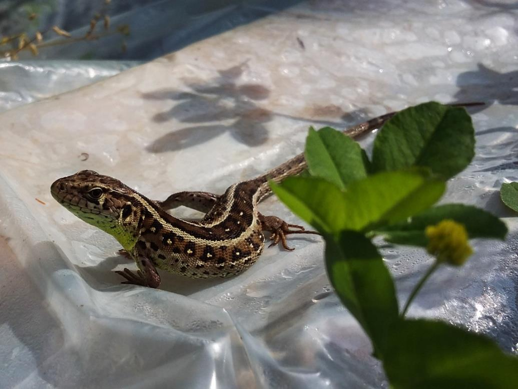 JEŠTĚRKA OBECNÁ (Lacerta agilis) Čeleď: ještěrkovití (Lacertidae) Rod: ještěrka (Lacerta) Least Concern (LC)