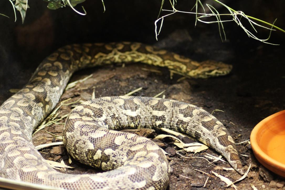 HROZNÝŠ DUMÉRILŮV (Acrantophis dumerili) Čeleď: hroznýšovití (Boidae) Rod: hroznýš