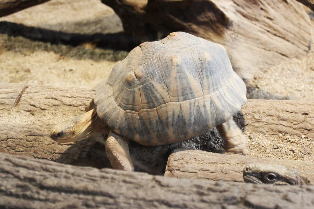 ŽELVA PAPRSČITÁ (Astrochelys radiata) Řád: želvy (Testudines) Podřád: skrytohrdlí (Cryptodira) Čeleď: testudovití (Testudinidae) Rod: želva