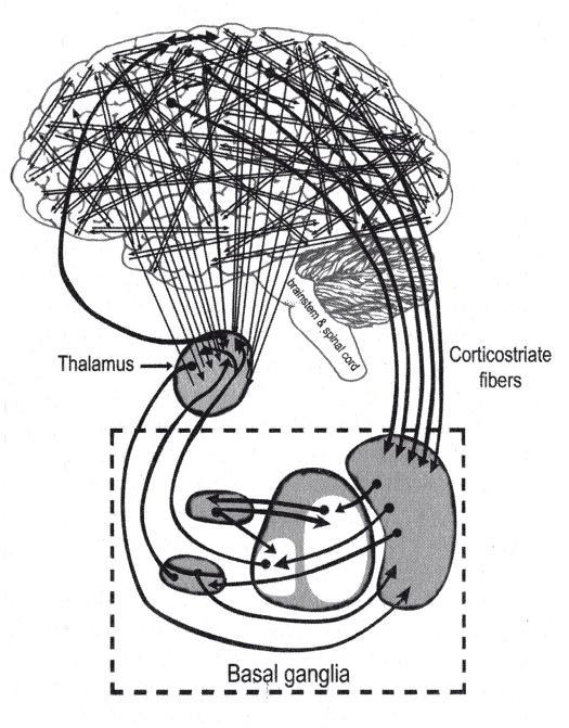 Neurobiologické modely vědomí 2.