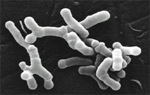 2.3.3 Výběr mikroorganismů s probiotickými účinky Jak bylo uvedeno, literatura definuje probiotika jako živé mikroorganismy převážně lidského původu, jejichž aplikace v přiměřeném množství příznivě