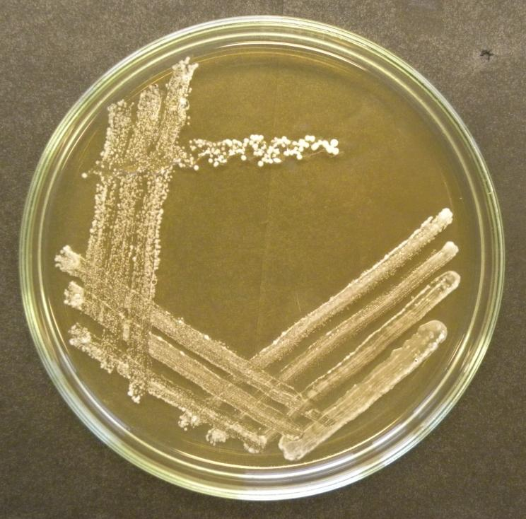 VÝSLEDKY 6 Výběr a kultivace bakteriálních kmenů Cílem bylo izolovat DNA v co největší koncentraci. Testován byl růst 4 bakteriálních kmenů a množství izolované DNA pro jednotlivé kmeny. 6.1 Kultivace bakteriálních buněk Bakterie kmenů L.