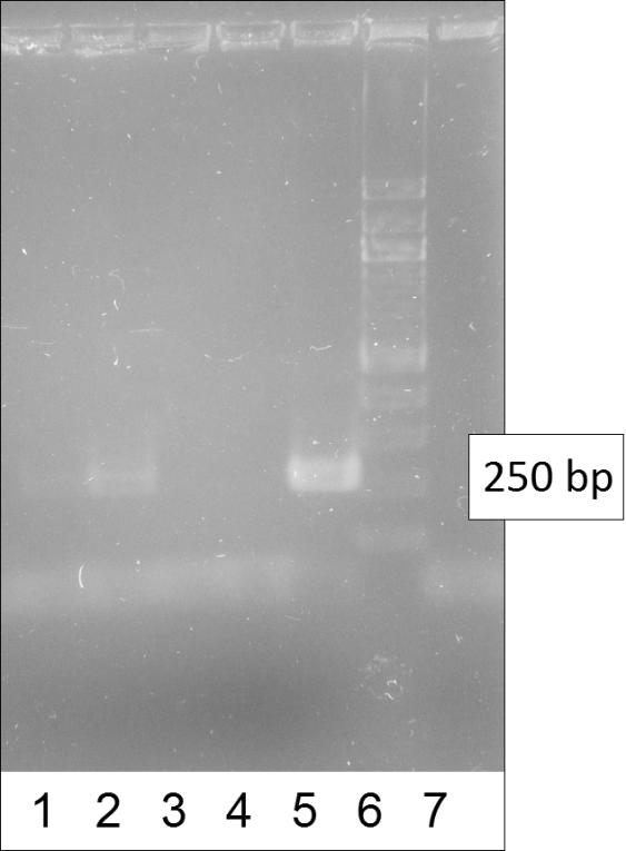 11.1.5 Amplifikace DNA v PCR s primery specifickými pro rod Lactobacillus DNA izolovaná magnetickými mikročásticemi v magnetickém separátoru byla naředěna na koncentraci 10 ng µl -1 a amplifikována