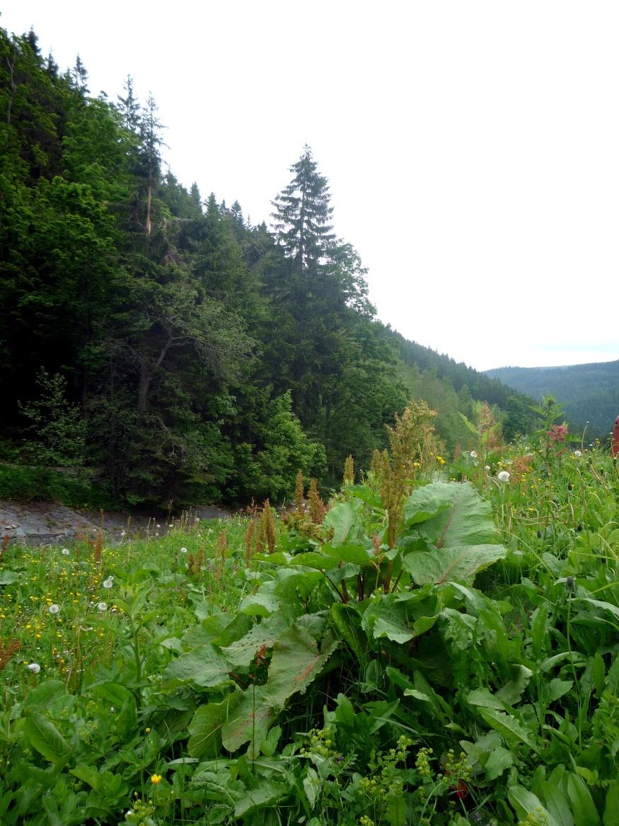 3 Šťovík alpský (Rumex alpinus) 3.1 Popis druhu Rumex alpinus patří taxonomicky mezi rostliny rdesnovité (Polygonaceae). Je to vytrvalá, až 160cm (Šmarda a kol.