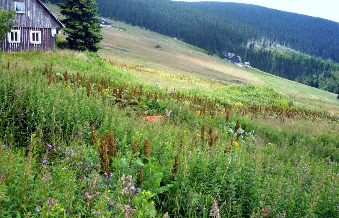 (4) Úspěšnou metodou použitou v KRNAP je postřik R. alpinus herbicidem, mulčování trávou z okolních luk a následné obhospodařování (Jiřiště 2000, Bucharová 2003).