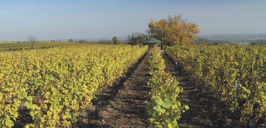 Vinařská oblast Morava nabízí vína nekonečné rozmanitosti, která vynikají originální ovocnou chutí a kořenitostí, bohatým spektrem aromatických látek a harmonickou plnou chutí. www.vinazmoravy.