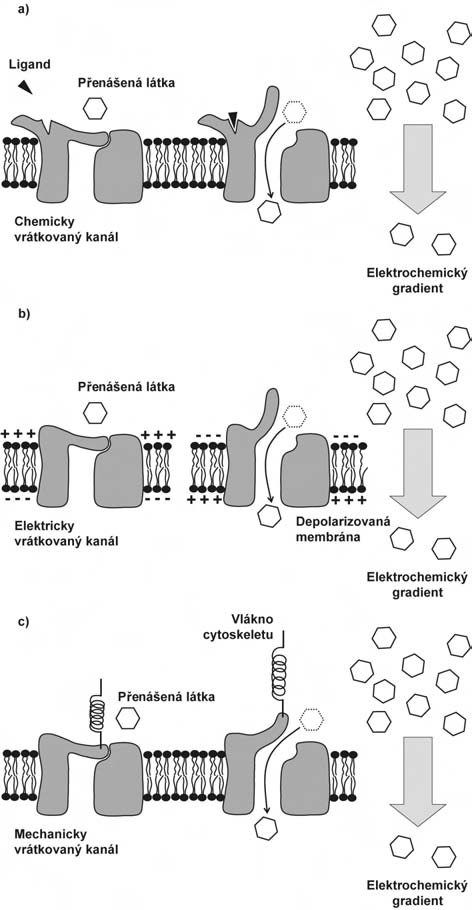 10 2. FYZIOLOGICKÉ PRINCIPY Usnadněná difuze se předpokládá pro většinu biologicky důležitých látek (glukóza).