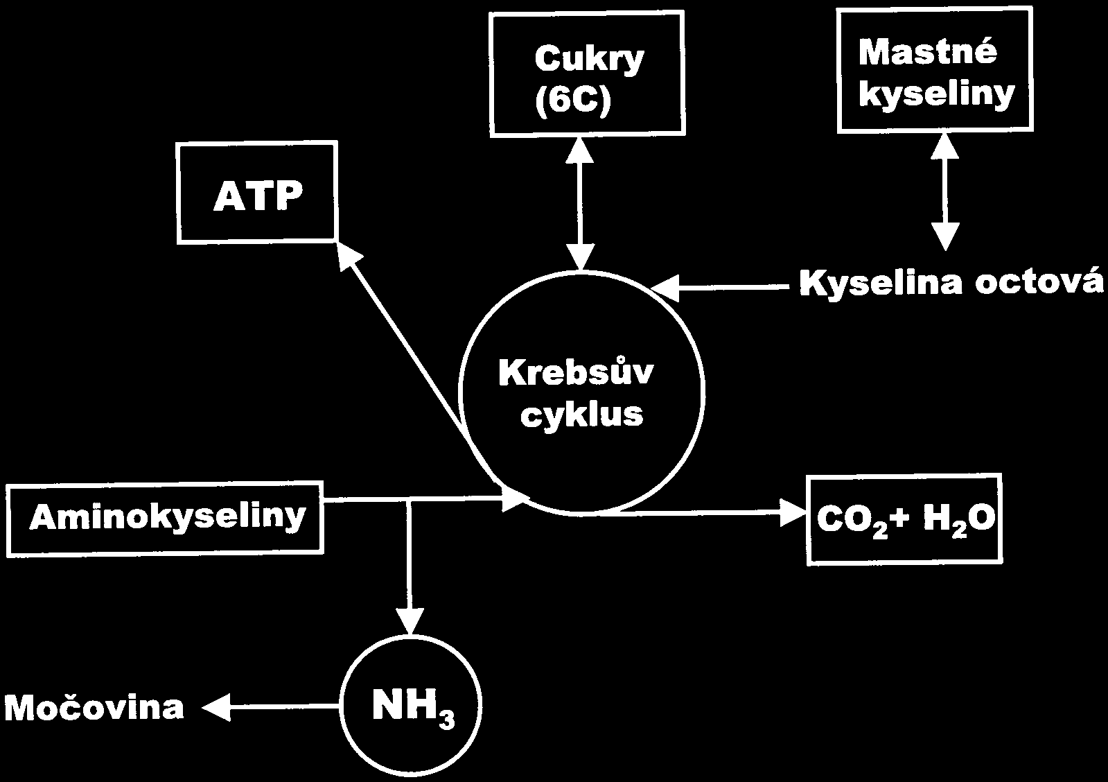 5. PŘEMĚNA LÁTEK A ENERGIÍ METABOLIZMUS 33 Biologická oxidace glukózy je tedy kaskádovitým dějem postupného odebírání elektronů, kdy i energie (včetně tepelné) je uvolňována po malých dávkách a