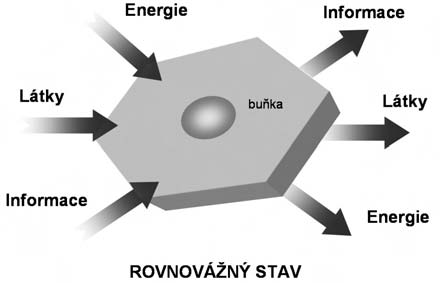 7 2. Fyziologické principy Tato kapitola ve stručnosti a souhrnně představuje základní fyziologické principy, které je dobře zhlédnout nejprve bez podrobností a v celku ještě dříve, než se k nim