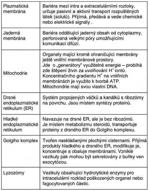 8 2. FYZIOLOGICKÉ PRINCIPY Oligosacharidový řetězec Glykoprotein Glykolipid Transmembránový kanálový protein Transmembránový protein Periferní protein Obr. 2.2. Buněčná membrána jako dvojvrstva fosfolipidů orientovaných polárními konci do vnějšího prostředí.