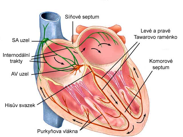1 Teoretický úvod 1.1 Srdce a jeho elektrická aktivita 1.1.1 Elektrický převodní systém srdce Srdce (korn) je pružná svalová pumpa, jejíž čtyři dutiny (dvě síně a dvě komory) se v navazujícím sledu plní krví a vyprazdňují se.