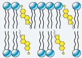 glykolipidy