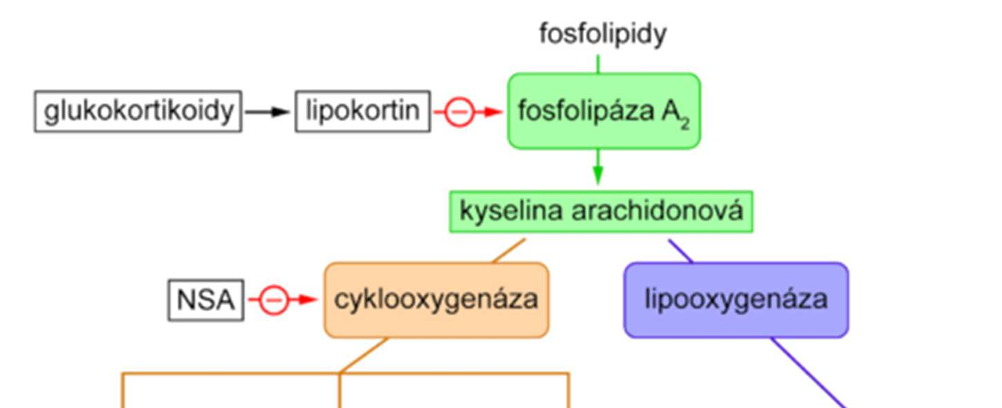 Eikosanoidy (C 20) - obecná funkce v organismu zajištění buněčné signalizace -