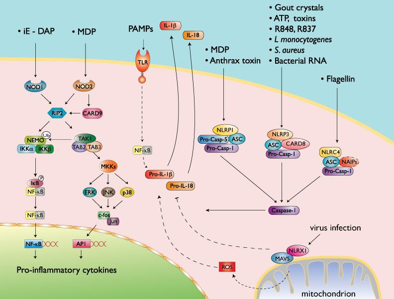 1.1.3.4 Inflamazóm AIM2 AIM2 je receptorem pro cytoplazmatickou DNA a tvoří inflamazóm s ASC vedoucí k aktivaci kaspázy-1.