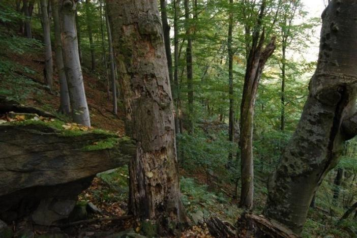 Lesní ekosystémy - lesnatost 84 % (cca 5350 ha lesa) - kategorie lesa: lesy zvláštního určení (85 %) a lesy ochranné (15 %) - poměr listnatých a jehličnatých dřevin 75 % : 25 % - 83 lesních typů v 1.