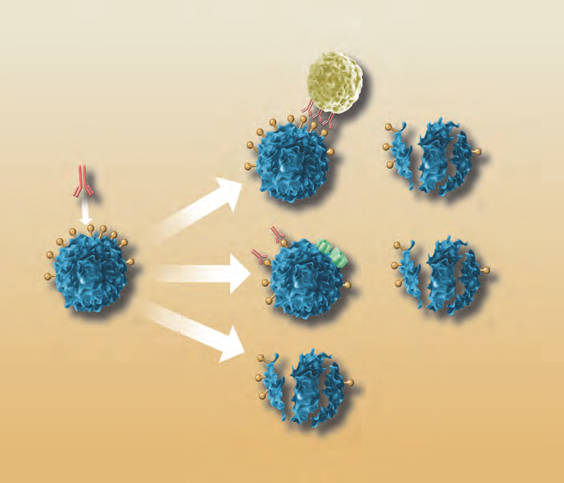 CD20 rituximab B lymfocyt ADCC CDC apoptóza Obr. 1 Zjednodušené schéma pravděpodobného mechanismu účinku rituximabu; upraveno podle [46] Moreland, 2006.