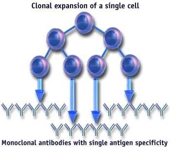 MAb IV.