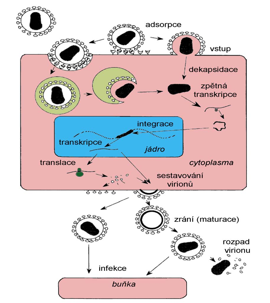 Životní cyklus virů Úvodním procesem v životním cyklu bakteriálních a živočišných virů je adsorpce virionu na povrch hostitelské buňky.