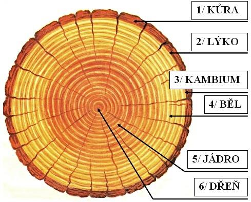 Dřevo je a bude snad nejdůležitějším materiálem, který člověk využívá. Má vlastnosti, které zatím žádný umělý materiál nemůže plně nahradit.