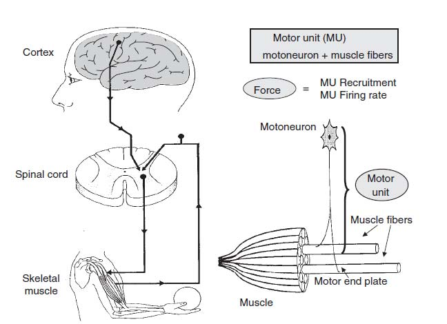 Obr. 1. Schematické znázornění motorické jednotky a jednoduchého řízení motoriky (Sale, 1991). Svalová vřeténka jsou senzitivní na změny délky svalu a na rychlost změny délky.