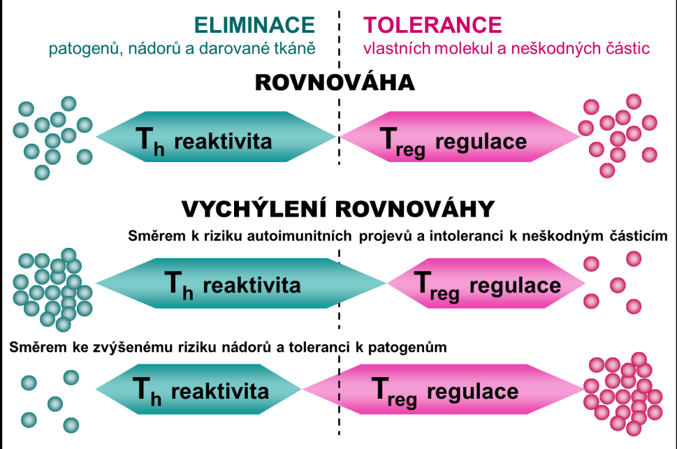 Celkově mají T reg pro organismus velký význam; Je však důležité zachování rovnováhy vzhledem k ostatním populacím T lymfocytů.