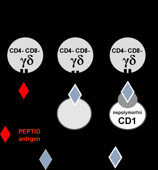 Tyto netypické skupiny lymfocytů neobsahují zpravidla koreceptorové molekuly CD4 ani CD8, jsou tedy CD8 - CD4 -. Antigeny různého chemického složení (peptidy, lipidy, amidy, heat schock proteiny aj.