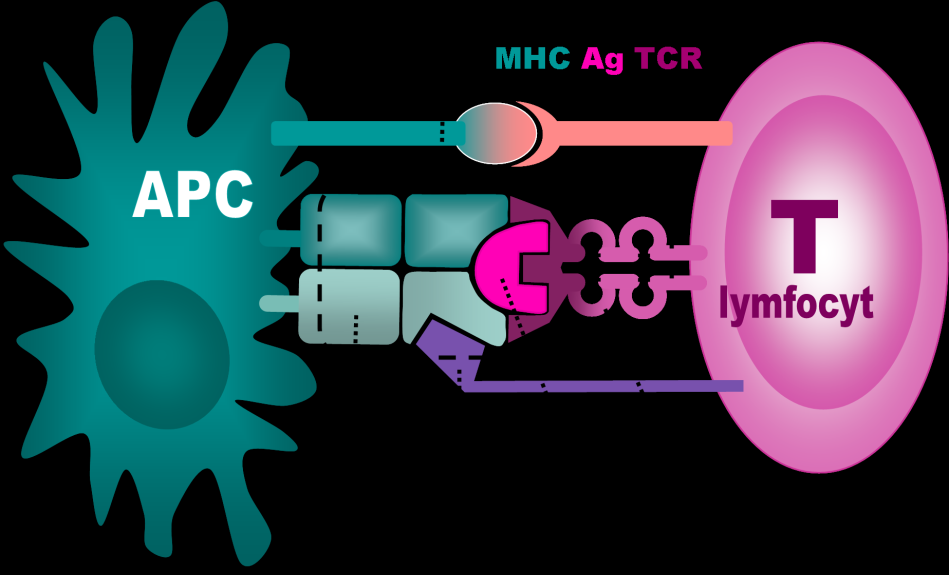 Kromě tzv. profesionálních APC jsou schopny prezentovat antigen všechny jaderné buňky těla. Tento proces umožňuje kontrolu především proteinů, syntetizovaných v buňkách 2.