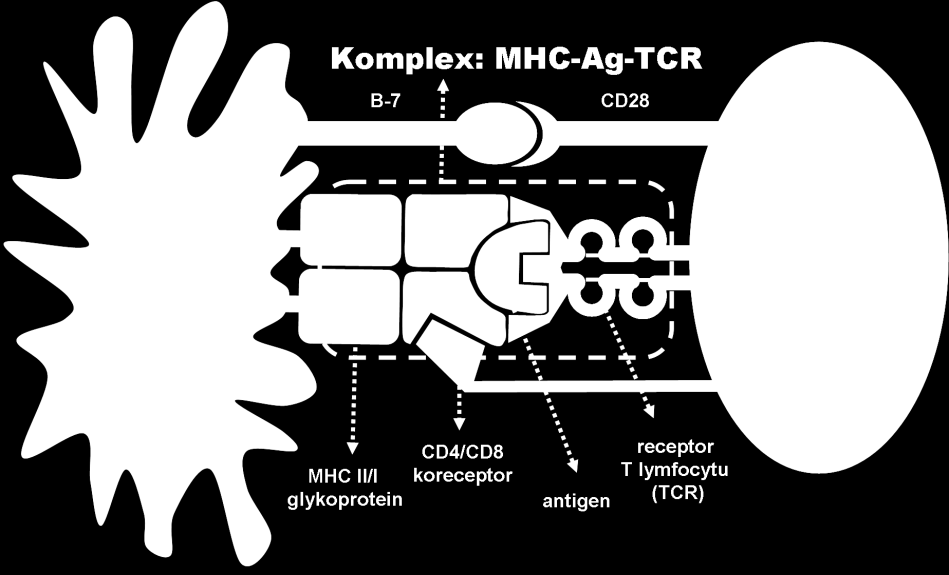 Major Histocompatibily Complex) jsou membránové, vysoce polymorfní a pro každého jedince unikátní bílkovinné molekuly nacházející se ve všech jaderných buňkách organismu.