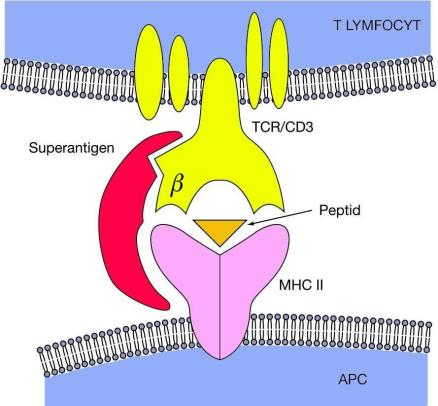 Obr. 6.6 Superantigen Superantigen (na obr. červeně) má dvě vazebná místa: Jedno na vnější straně MHC II molekuly a druhé na variabilní oblasti β řetězce TCR, (mimo vazebné místo pro antigen).