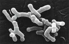 BIFIDOBACTERIUM INFANTIS - čeleď Bifidobacteriaceae Grampozitivní, pleomorfní, nesporulující, anaerobní bakterie. Kratší i dlouhé tyčinkové buňky.