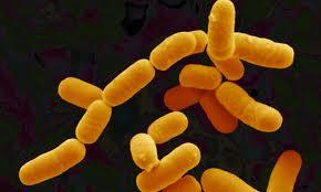 LACTOBACILLUS REUTERI čeleď Lactobacilaceae Grampozitivní, nesporulující anaerobní bakterie. Tyčinkovité buňky. obr.č. 12 Lactobacillus reuteri http://blog.therabreath.