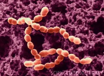 Kokovité oválné buňky. 0,5-1,5 x 0,5-1,2 µm. Výskyt u dospělých jedinců. obr.č. 15 Lactococcus Lactis http://www.healthbank.com.