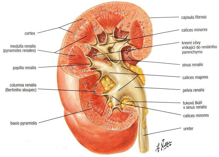 Dalším důležitým dělením struktury ledvin je dělení z hlediska makroskopického na kůru (cortex renalis) a dřeň (medulla renalis), které jsou na frontálním řezu dobře rozlišitelné.
