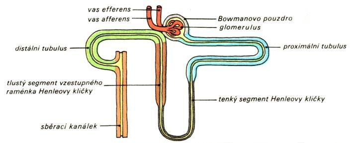 Obrázek 3: Oddíly nefronu (17) Glomerulus, neboli vaskulární část, je část Malpighiho (ledvinového) tělíska = začátek nefronu. Jiné zdroje uvádějí glomerulus jako celé tělísko.