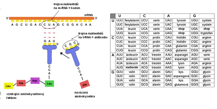 transportní (transport látek v těle - hemoglobin, transferin), obranná (různé protilátky), pohybová, zásobní, signální, receptorová, regulace a exprese genů.