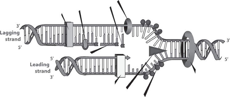 Replikace DNA