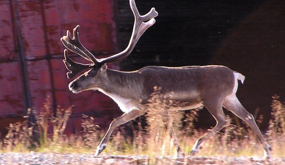 Biotické podmínky: Rostlinstvo: Biodiverzita tundry je velice nízká Drsné klima snášejí ze semenných rostlin pouze přizpůsobené mechy, lišejníky,byliny a keřové porosty (zakrslé břízy, vrby,