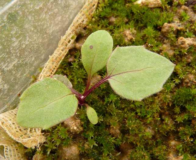 Tussilago