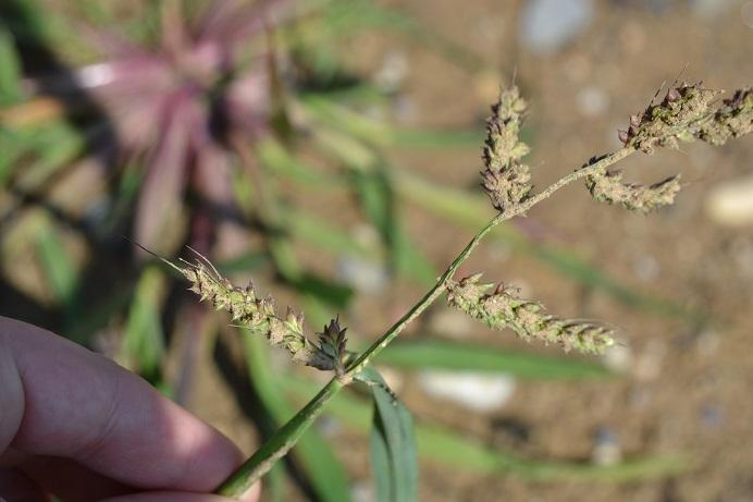 31. Ježatka kuří noha Echinochloa