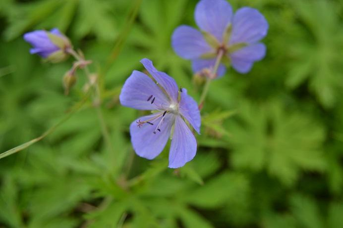 35. Kakost luční Geranium