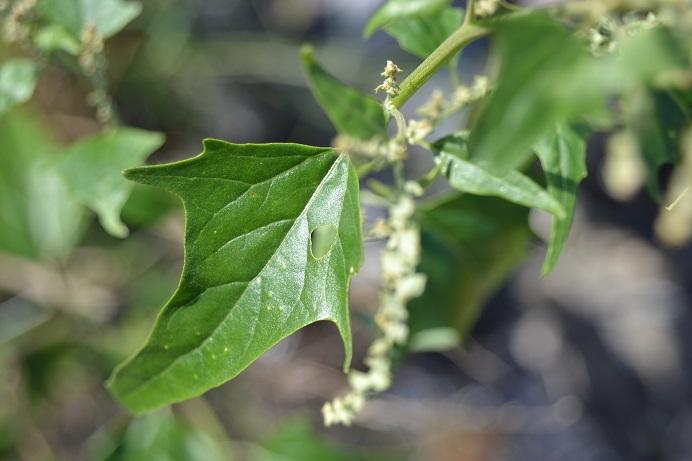 49. Lebeda lesklá Atriplex