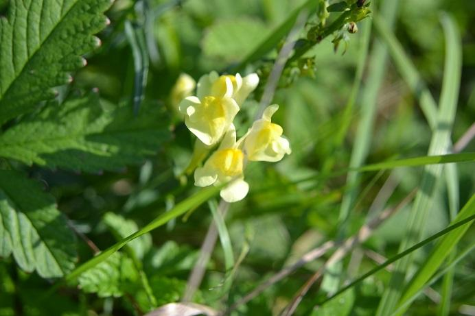 53. Lnice květel Linaria vulgaris