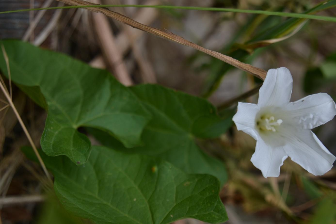 Opletník plotní Calystegia sepium