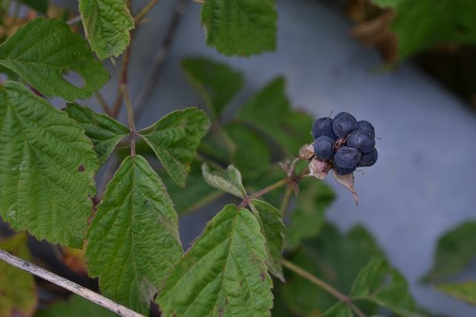 73. Ostružiník ježiník Rubus caesius