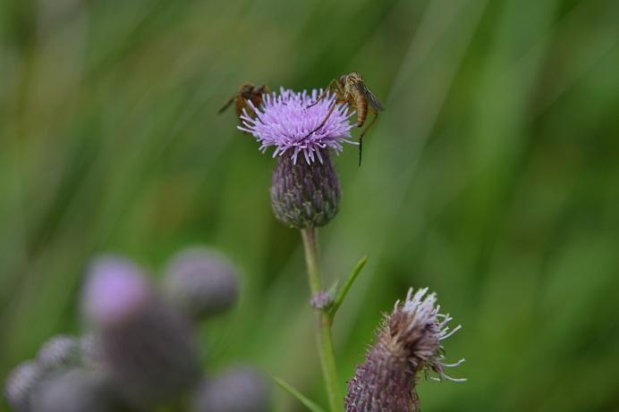 81. Pcháč oset Cirsium arvense (L.