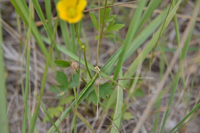 Pryskyřník plazivý Ranunculus