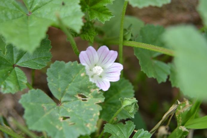 99. Sléz přehlížený Malva neglecta